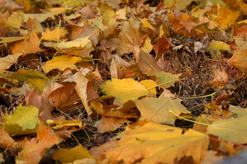Autumn scene in the park.