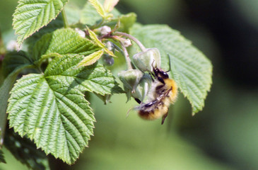 abeille