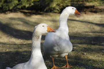 couple d'oies