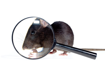 magnifying glass focused on rat's nose