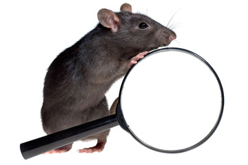 funny rat and magnifying glass