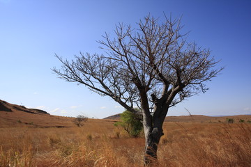 Fototapeta na wymiar arbre dans un paysage désertique