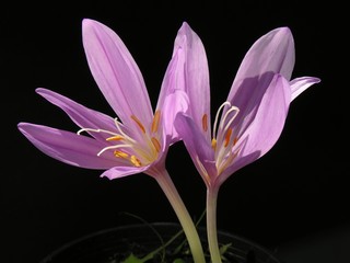 colchicum flowers