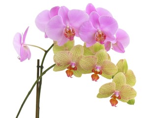 two bunches of two coloured orchid flowers