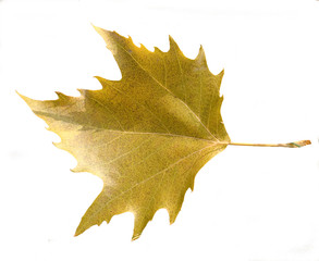 Feuille d'automne
