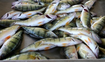 Obraz premium nice catch