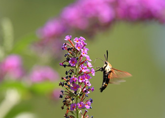Hummingbird Moth (Common Clearwing)