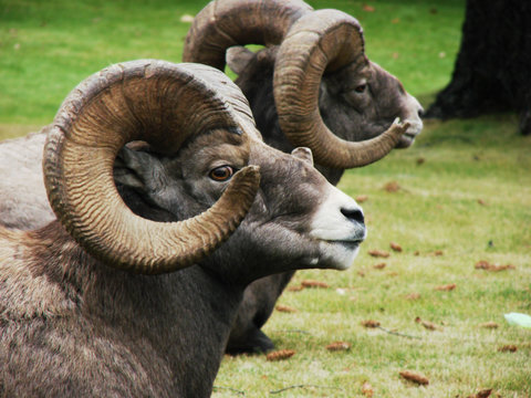 Bighorn Rams at Rest