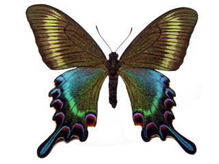 Black swallowtail.