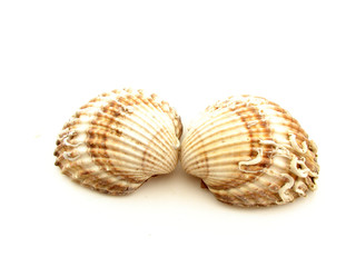 Seashells