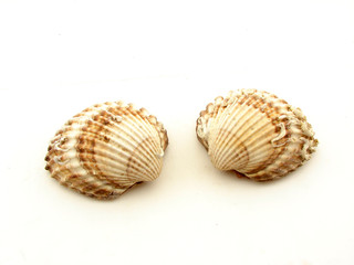 Seashells