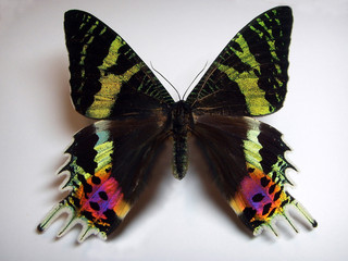 Sunset moth.