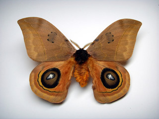 Eyed silkmoth.