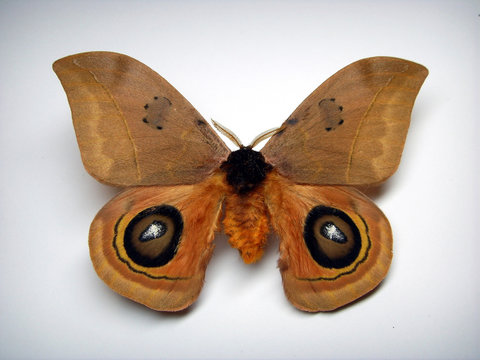 Eyed Silkmoth.