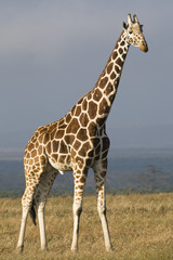 Reticulated Giraffe