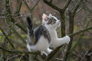  kit on tree
