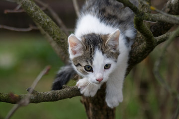  kit on tree