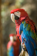 Green-winged macaw