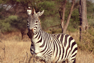 Tarangire Zebra