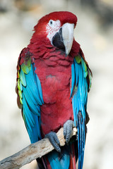 Macaw