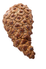 Pinecone over white background