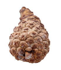 Pinecone over white background