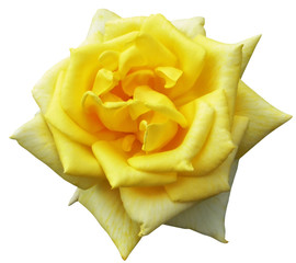 Yellow rose