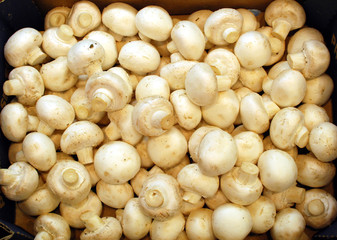 bin of fresh raw white mushrooms