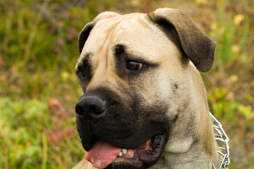 Bullmastiff