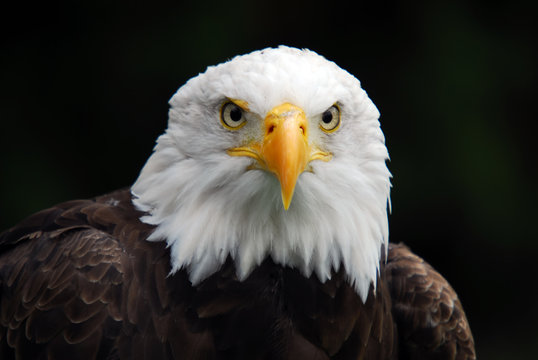 American Bald Eagle (Haliaeetus leucocephalus)