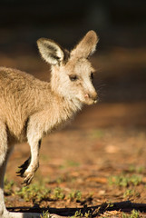Naklejka na ściany i meble Australian Kangaroo