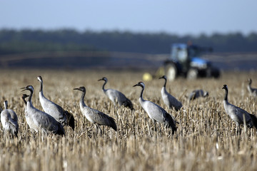grues cendrées au champ