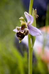 Orchid&eacute;e d'Europe