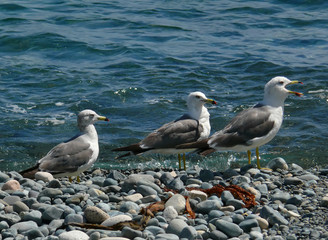 Slaty-backed Gulls 8