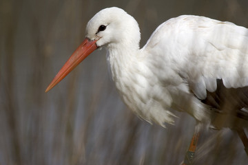 Cigogne