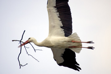 Cigogne en vol