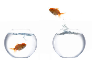 Jumping golden fish I