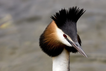 Grèbe huppé © Capnord