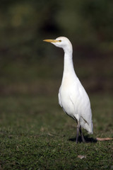 Héron gardeboeuf