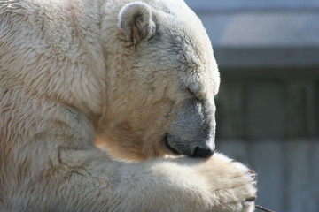 Eisbär in Ruhe