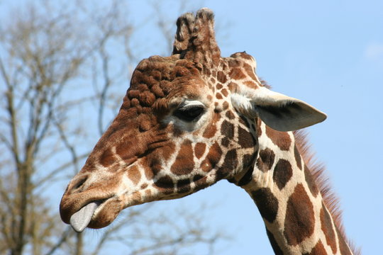 Giraffe Zunge bleckend