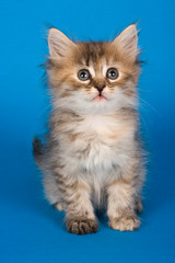 Siberian kitten sitting on a blue background in a studio.