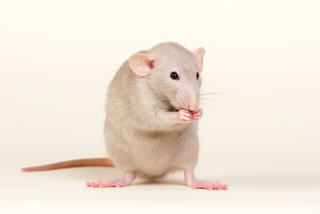 White rat sitting on a white background in a studio