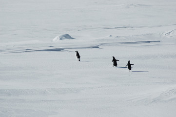 Escaping penguins