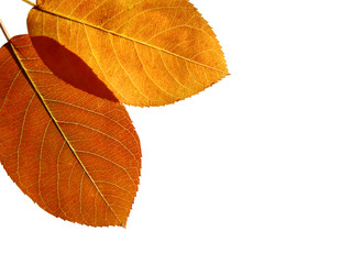 Beautiful colored leaves on white background