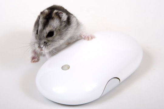 Computermaus