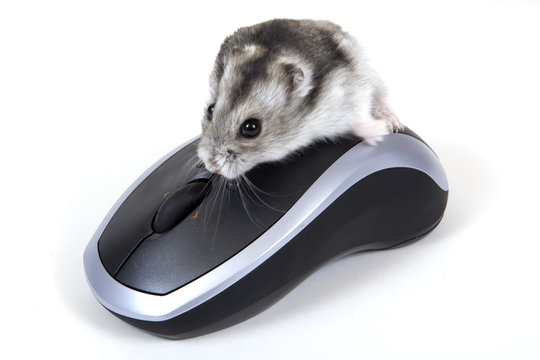 Computermaus