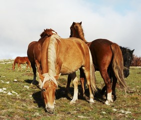 Horses1