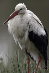 Jeune cigogne