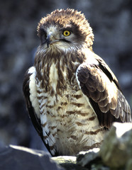 Circaète Jean-le-Blanc